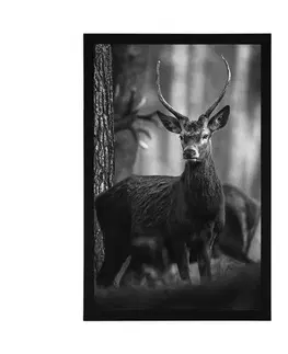 Černobílé Plakát jelen v lese v černobílém provedení