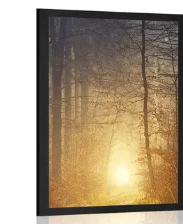 Příroda Plakát světlo v lese