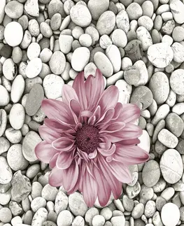 Koberce a koberečky Conceptum Hypnose Koberec Bloom 60x100 cm šedý/růžový