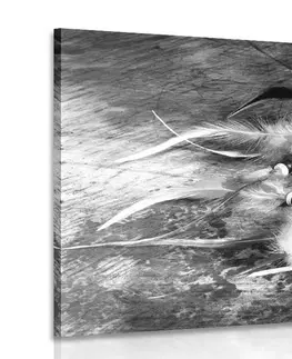 Černobílé obrazy Obraz lapač snů v černobílém provedení