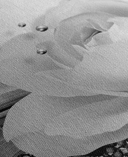 Černobílé obrazy Obraz luxusní růže s abstrakcí v černobílém provedení