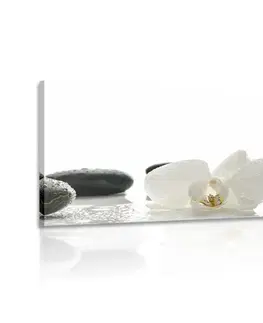 Obrazy Feng Shui Obraz bílé květy orchideje