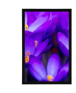 Květiny Plakát kvetoucí fialový šafrán