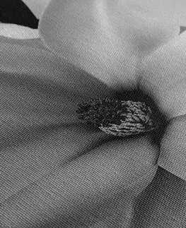 Černobílé obrazy Obraz černobílá magnolie na abstraktním pozadí