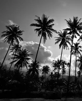 Černobílé tapety Tapeta kokosové palmy na pláži v černobílém