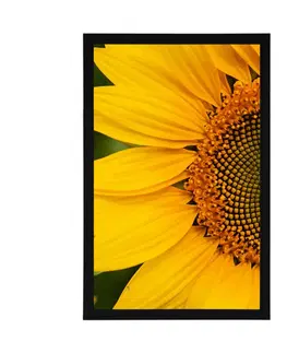 Květiny Plakát žlutá slunečnice