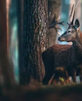 Obrazy zvířat Obraz jelen v borovicovém lese