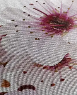 Obrazy květů Obraz třešňové květy