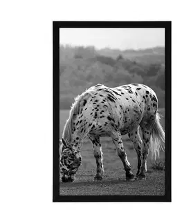 Černobílé Plakát kůň na louce v černobílém provedení