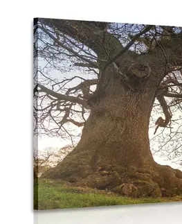 Obrazy přírody a krajiny Obraz symbióza stromů