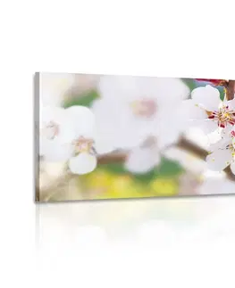 Obrazy květů Obraz květy stromu v jarním období