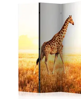 Paravány Paraván giraffe - walk Dekorhome 135x172 cm (3-dílný)