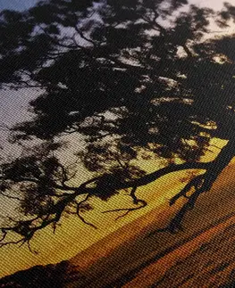 Obrazy přírody a krajiny Obraz osamělý strom při západu slunce