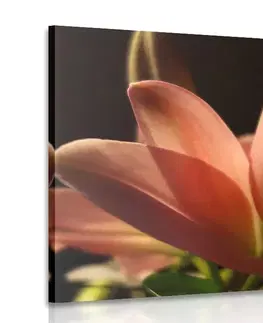 Obrazy květů Obraz krásná růžová lilie na černém pozadí