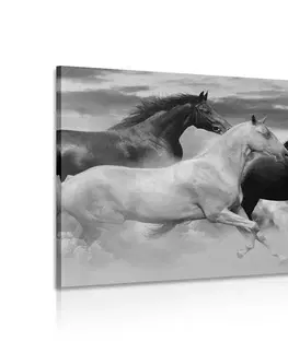 Černobílé obrazy Obraz stádo koní v černobílém provedení