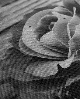 Černobílé obrazy Obraz elegantní vintage růže v černobílém provedení