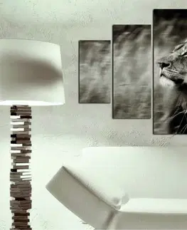 Obrazy Wallity Vícedílný obraz RUNNING LION 205 92 x 56 cm