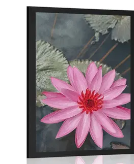 Květiny Plakát okouzlující lotosový květ