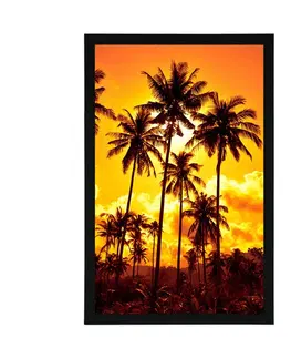 Příroda Plakát kokosové palmy na pláži