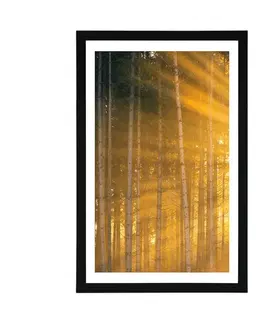Příroda Plakát s paspartou slunce za stromy