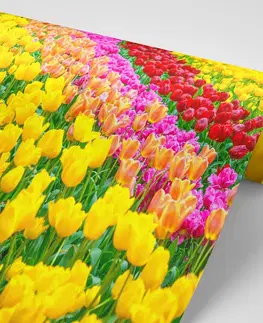 Tapety květiny Fototapeta zahrada plná tulipánů