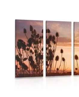 Obrazy přírody a krajiny 5-dílný obraz stébla trávy při východu slunce