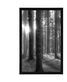 Černobílé Plakát sluneční ráno v lese v černobílém provedení