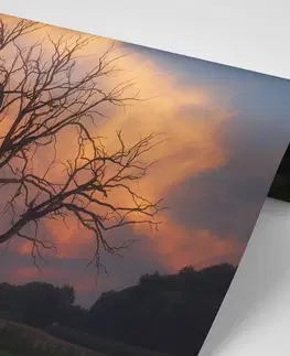 Samolepící tapety Samolepící fototapeta nádherný strom na louce