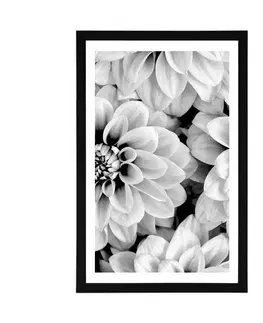 Květiny Plakát s paspartou květiny dálí v černobílém provedení