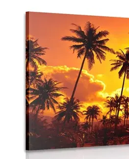 Obrazy přírody a krajiny Obraz kokosové palmy na pláži