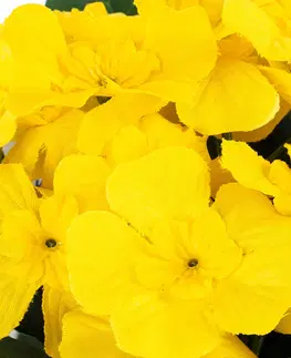Květiny Umělá květina Prvosenka žlutá, 24 cm