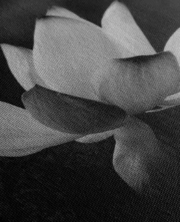 Černobílé obrazy Obraz jemný lotosový květ v černobílém provedení