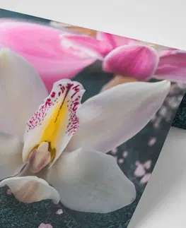 Tapety květiny Fototapeta nádherná detailní orchidej