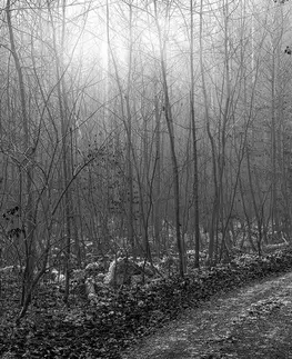 Černobílé tapety Fototapeta černobílá cestička do lesa