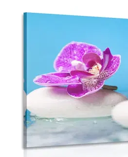 Obrazy Feng Shui Obraz orchidej a Zen kameny