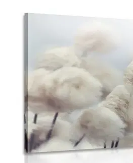 Obrazy květů Obraz arktické květiny bavlny