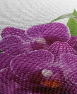 Obrazy Feng Shui Obraz fialová orchidej v Zen zátiší