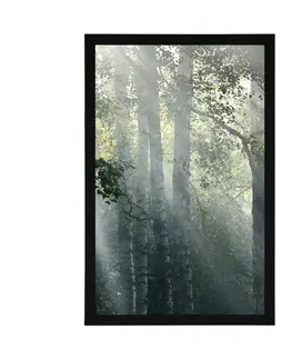 Příroda Plakát sluneční paprsky v mlhavém lese