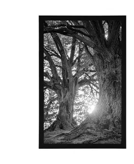 Černobílé Plakát majestátní stromy v černobílém provedení