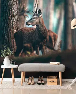 Samolepící tapety Samolepící fototapeta jelen v borovém lese