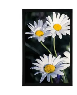 Květiny Plakát sedmikrásky na zahradě