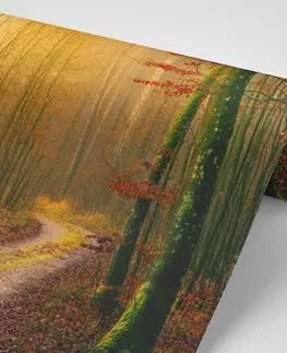 Samolepící tapety Samolepící fototapeta cestička do lesa