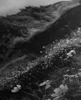 Černobílé obrazy Obraz louka kvetoucích květin v černobílém provedení