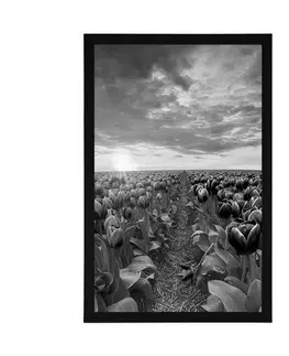 Černobílé Plakát východ slunce nad loukou s tulipány v černobílém provedení