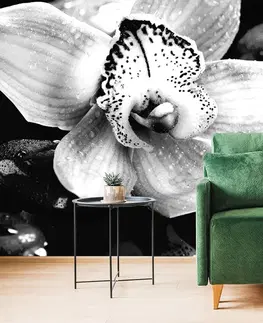 Černobílé tapety Fototapeta černobílá exotická orchidej