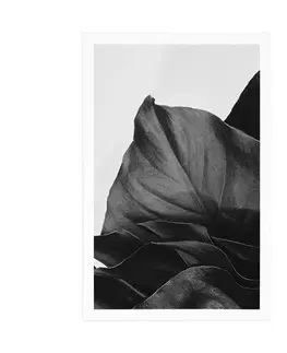 Květiny Plakát okouzlující dopis monstery v černobílém provedení