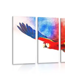 Obrazy zvířat 5-dílný obraz let papouška