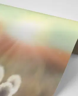 Samolepící tapety Samolepící fototapeta panorama kvetoucí louky