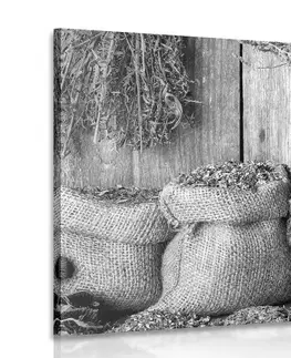 Černobílé obrazy Obraz léčivé bylinky v černobílém provedení