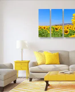 Obrazy květů 5-dílný obraz pole slunečnic